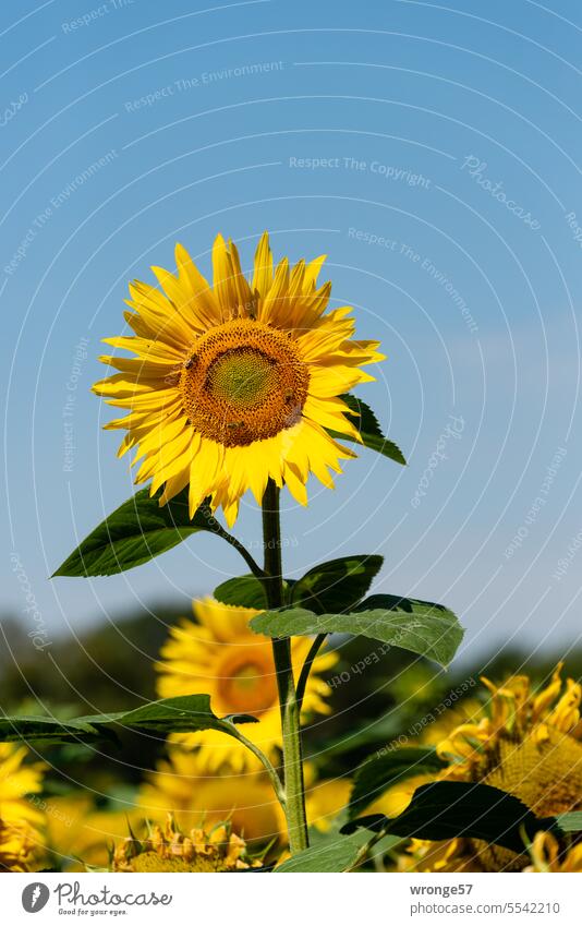 Radiant sunflower Sunflower Brilliant Flower Yellow Summer Blossom Blossoming Plant Colour photo Exterior shot Agricultural crop Sunflower field Field