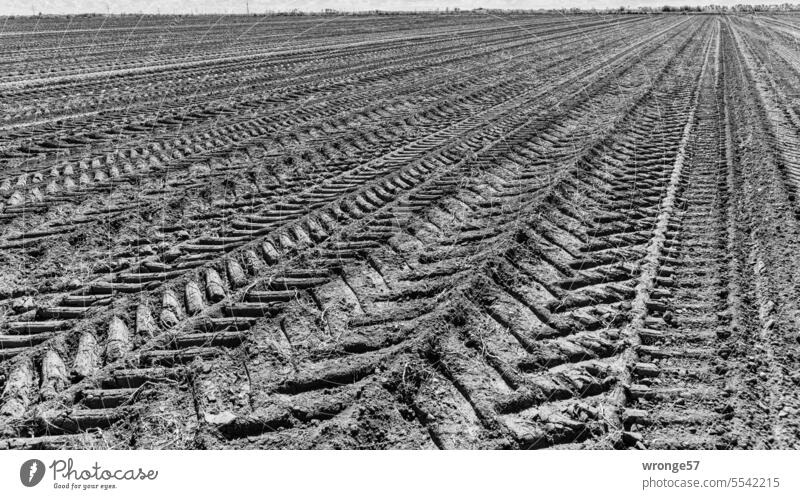 search for clues track search Field Arable land acre Skid marks Tractor track Harvest harvest season harvested field Agriculture Exterior shot Harvest month