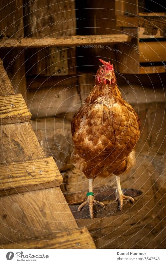 Golden shiny chicken stands on a walled metal ring next to a chicken ladder and has its beak open. In the background a natural stone wall and a part of a nesting box. The hen has a green foot ring and red comb.