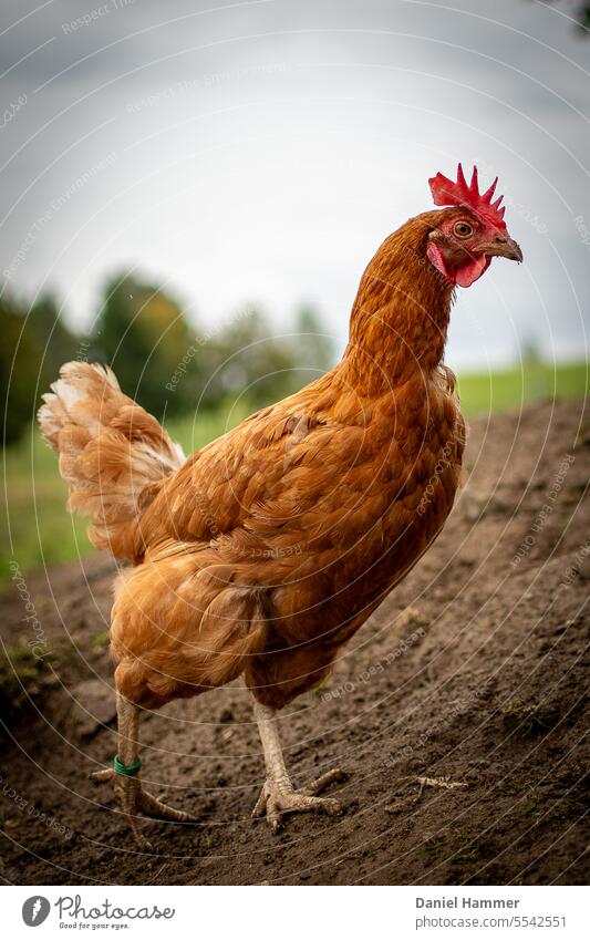 Chicken with golden plumage, red comb and green foot ring runs on earthy ground in a chicken run. Blurred in the background is a green meadow with trees. Hen is looking into the camera with one eye.