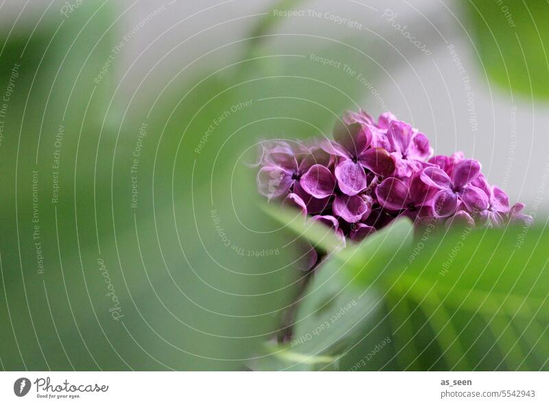 lilac pink Green blurriness Spring May Fragrance Pinnate scent Colour luminescent Shallow depth of field Nature Plant Blossom Spring fever Blossoming