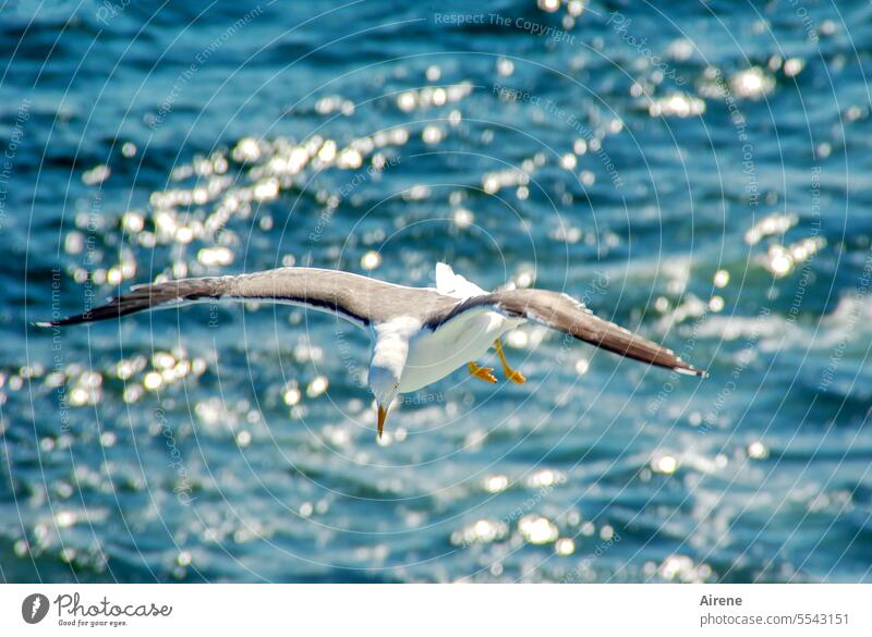 hover over the water Seagull Bright Water Gull birds White Animal portrait Bird waterfowl Landscape Ocean Movement Blue Summer Waves wide Swell Freedom