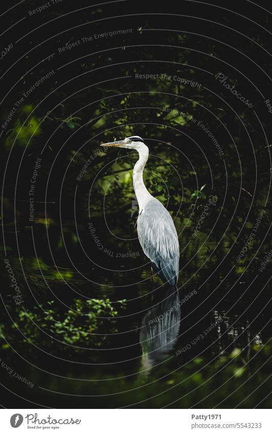 Grey heron standing in the water of a pond Pond Water herons bank Reflection in the water Nature Lake Environment Landscape Calm Surface of water Peaceful Idyll