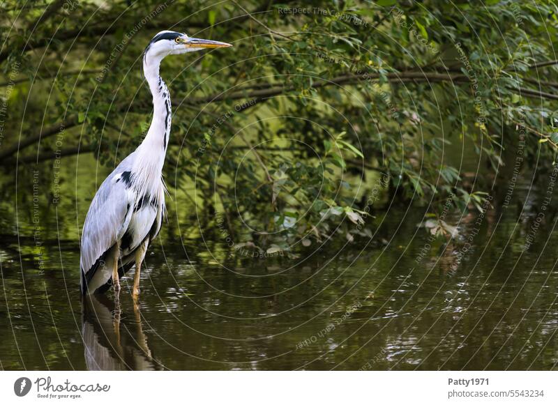 Grey heron standing in the water of a pond Water Pond bank herons Bird Animal Nature Reflection in the water reflection Landscape Lake Lakeside Surface of water