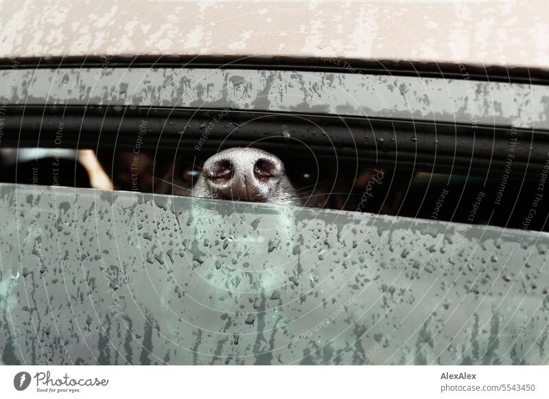 Dog nose peeking out of a car window that is only slightly open dog's nose Car Window rainwater dog face aggressively guards Protector Watchdog Pet Slice Threat