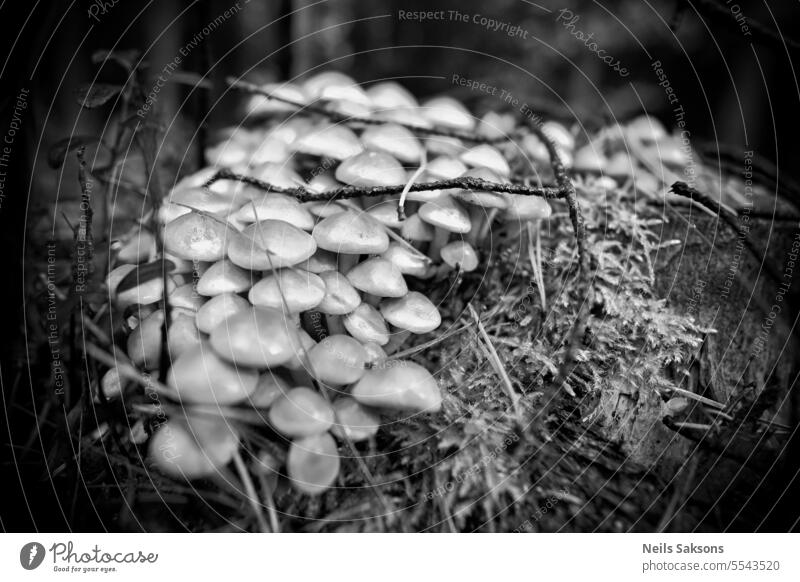 Crowd of mushrooms. Eat or not to eat. fungus Hypholoma capnoides tree stump wood Tree fungus Tree trunk Plant Nature black and white crowd many lot