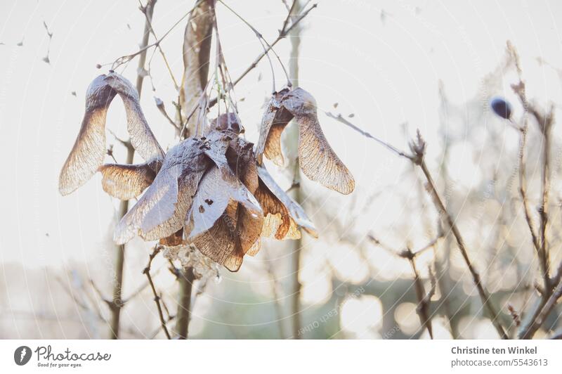 frosty maple wings against the light Maple tree Wing fruits Japan maple tree Garden Maple wing fruits nose twitter Nature Winter chill Cold Frozen Bald Branches