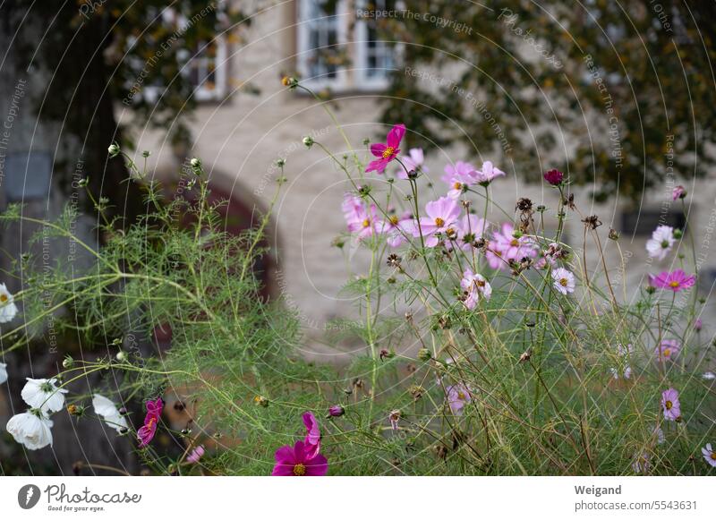Pink, pink and white flowers in front of old beige stone wall with red castle gate in background comburg Schwäbisch Hall Steinbach Baden-Wuerttemberg blossoms