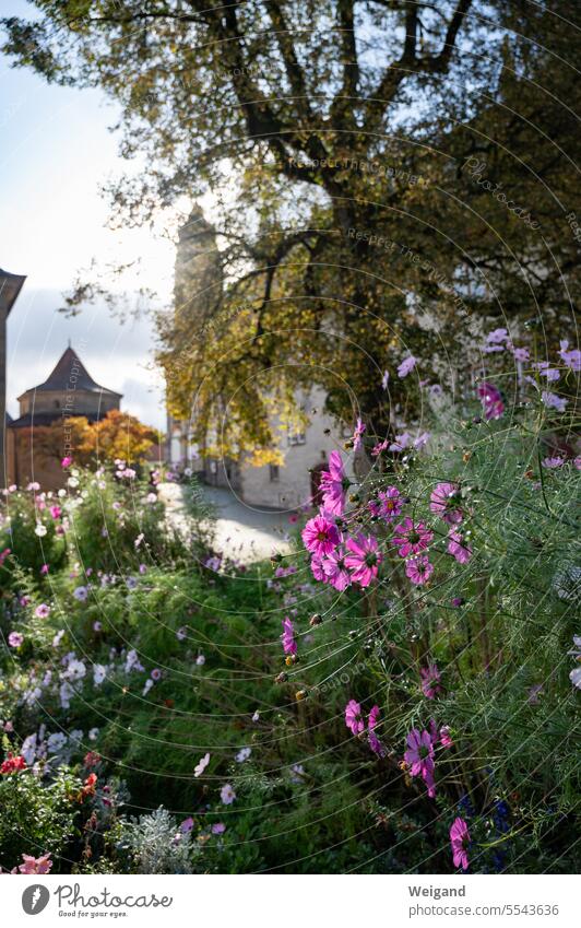 In the foreground, a colorful array of flowers in pink, blue, red, behind them a tree, before the view falls through the middle of it to the sunlit Comburg Castle in Schwäbisch Hall