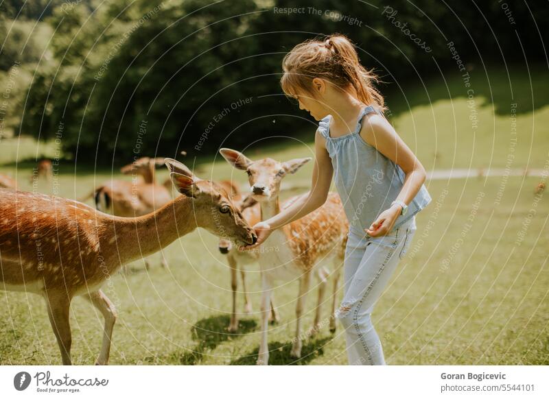 Little girl among reindeer herd on the sunny day animal beautiful care caucasian child childhood cute ecotourism farm feed feeding fun group happy kid landscape