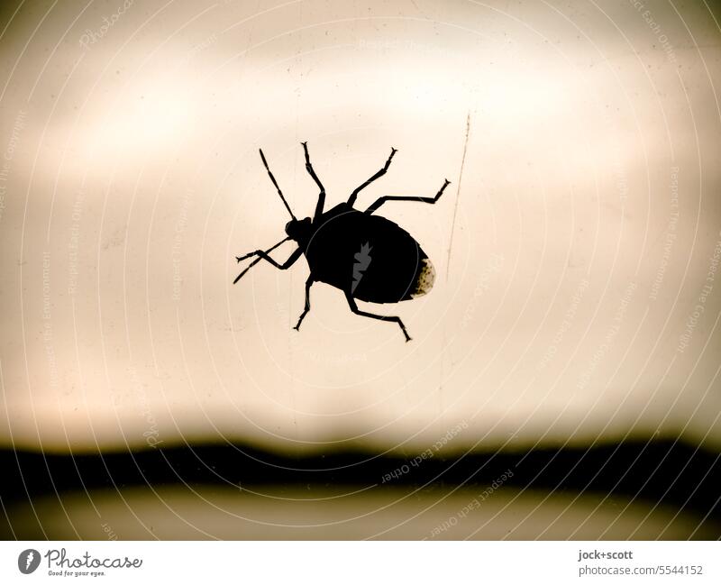 In the long run, on the lurk sits 'a big bug Spiny bug Silhouette Insect Close-up Bug Monochrome blurriness Window Nature Symbols and metaphors Sky Rear side