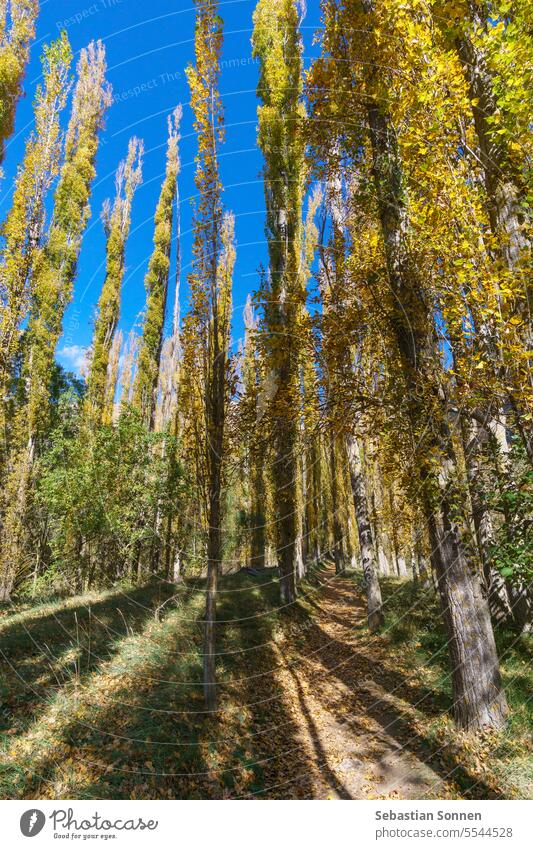 The beautiful path with poplar trees in autumn of the Hoces del Duraton natural park near Sepulveda, Segovia, Spain valley landscape view canyon river spain