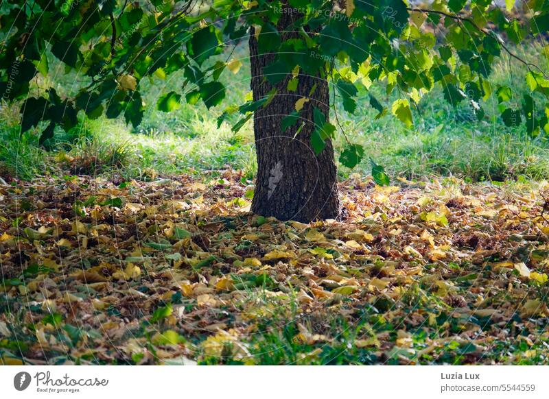 Tree trunk, green and already fallen colorful leaves luminescent Autumn Season To fall foliage Seasons Autumnal Autumnal colours Nature Gold autumn mood