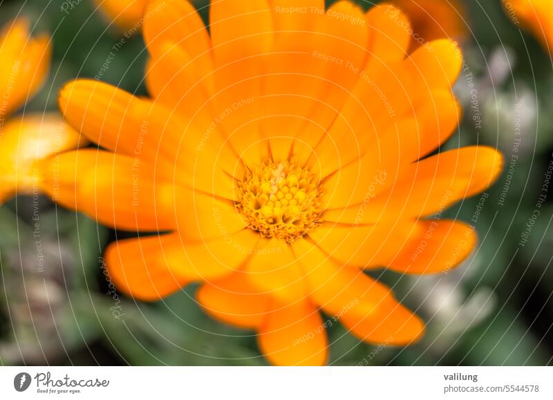 Detail of a marigold flower alternative aromatherapy background beautiful bloom blossom botany calendula closeup flora floral flowers fresh garden green health