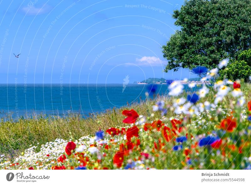 Wildflower meadow with poppies, cornflowers and chamomile in front of blue sea, Baltic Sea, Bornholm flower head marguerite europe scenic color fresh growth