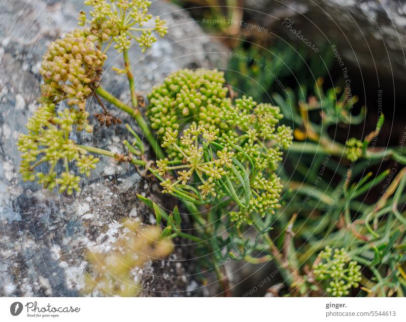 Green yellow brown green - wild plant Plant Nature Detail Close-up naturally Colour photo Exterior shot Shallow depth of field Deserted Foliage plant Wild plant