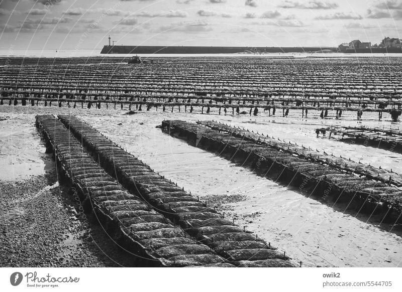 Oyster plantation Oyster Bank aquaculture Fishery Seafood tide-dependent Workplace Oyster beds drained Low tide Tide uncovered Ocean coast Beach Landscape