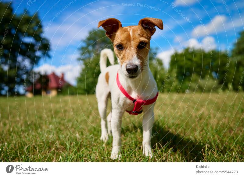Dog on lawn with green grass on summer day dog pet animal jack russell field nature active outdoors funny background white happy face portrait cute training