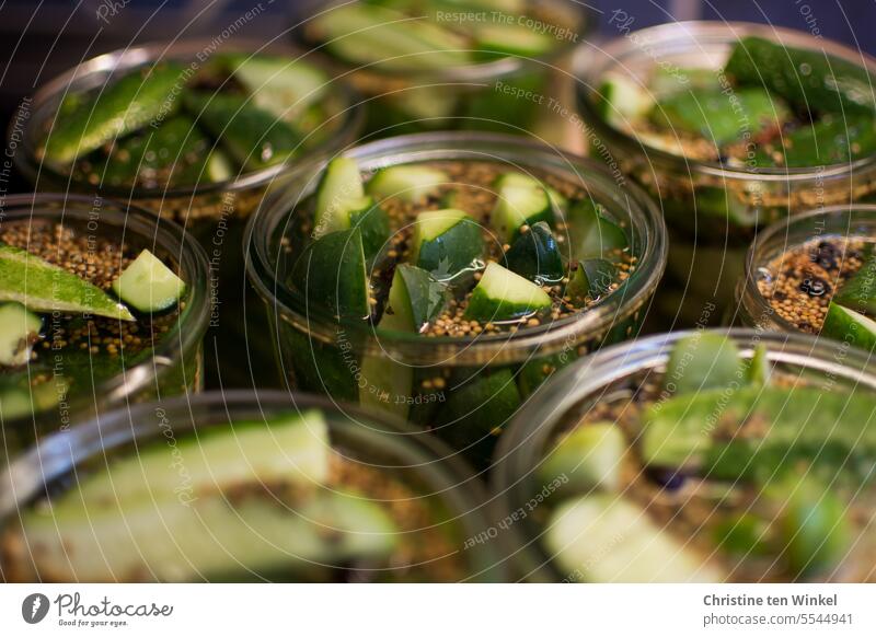 consciousness-raising | sour makes funny Cucumbers Cucumber Time cure Preserving jar Food Vegetarian diet Vegetable Nutrition Vegan diet Green boil down Fresh