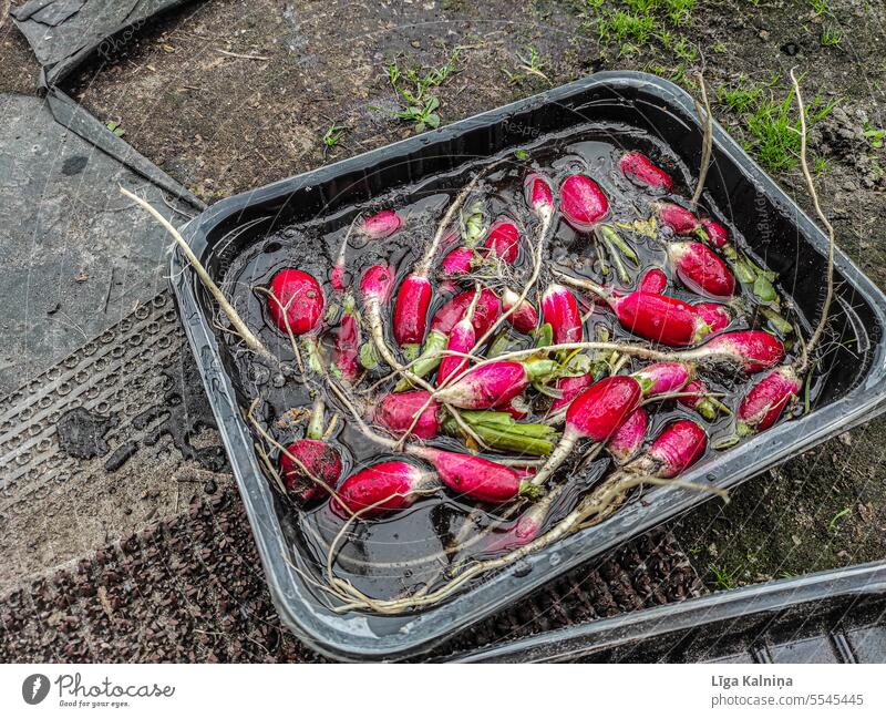 Radishes Vegetable Colour photo Healthy Organic produce Nutrition Fresh Food Harvest Delicious Natural Exterior shot Diet Green Day Red radishes radish sprouts