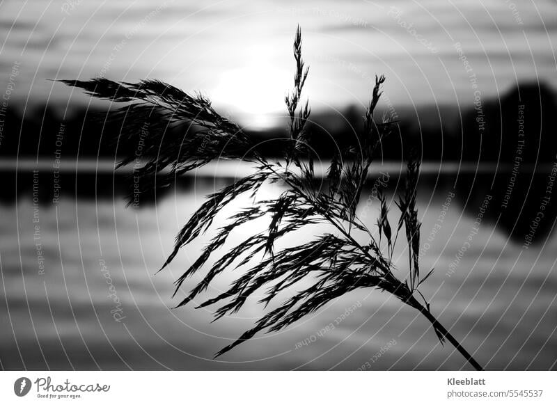 Reed grass flower in evening backlight - photo black and white Lake Grass Seaweed reed Back-light Common Reed evening mood Lakeside Landscape Nature Water Idyll