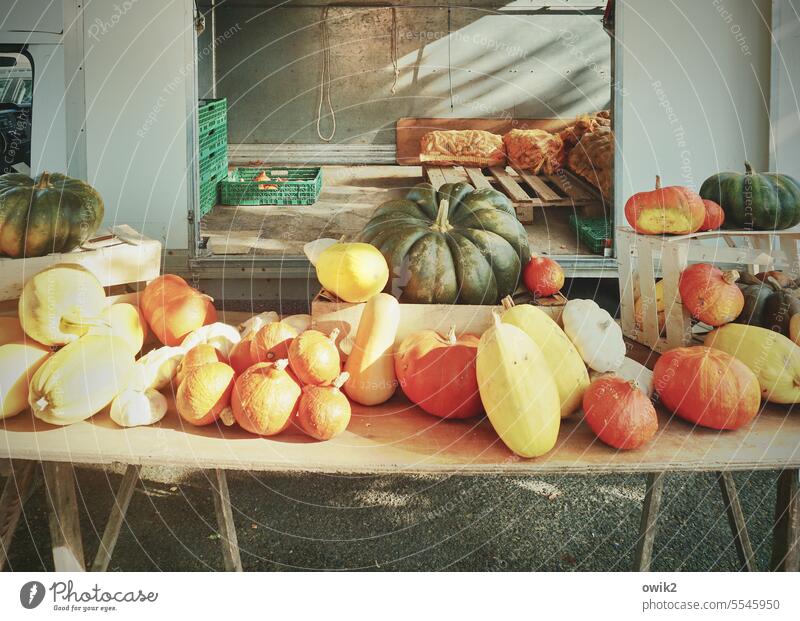vegetable market Market stall pumpkins Early fall variety colourful Multicoloured naturally Green Orange Red tones Many Yellow ornamental Vegetable Autumnal