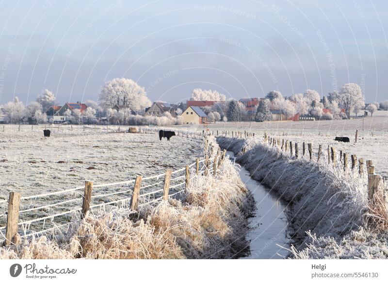 3500 | winter idyll in the countryside Winter Winter's day chill Frost Hoar frost Idyll Winter idyll Meadow Willow tree Cattle Brook Fence Tree Sky