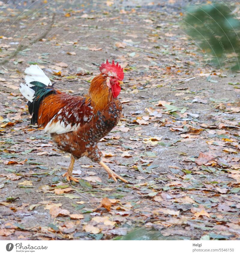 proud rooster Rooster Poultry gockel Pride Stride off foliage leaves Autumn out Exterior shot Animal Farm animal Bird Colour photo Nature Agriculture