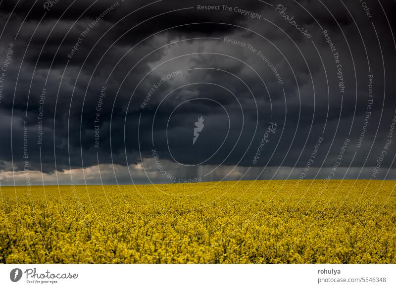 showers over yellow rapeseed field storm bright dramatic rain shower field meadow flower bloom blossom oil fuel cultivated agriculture rural farmland