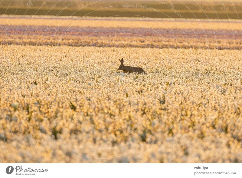 hare jumping in blossoming hyacinths rabbit run flower bloom tulip white sunset sunrise sunlight sunshine sunny rural countryside background view scenic scenery