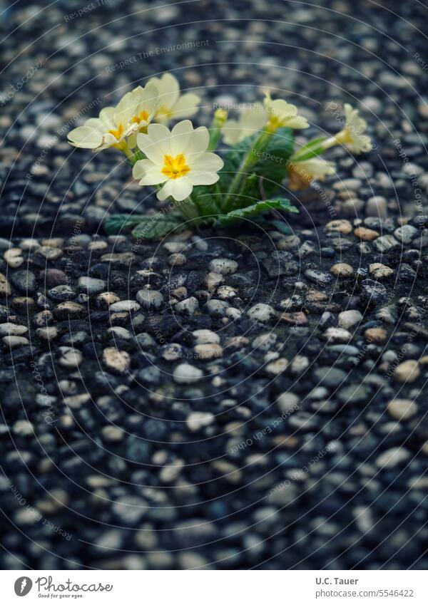 Primroses between washed concrete slabs Yellow Spring triumphant Concrete slabs strength Nature vanquished Force Gray Flower Blossom Blossoming Close-up