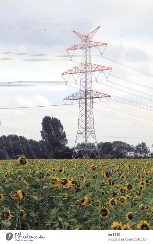 High-voltage pylon in the sunflower field Nature Landscape power supply Power lines Energy industry Technology Guy Steel Electricity pylon Pole Metal Head