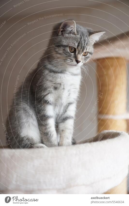 silver tabby british shorthair kitten sitting on top of cat tree breed kitty purebred small cute animal gray grey young pedigree domestic feline cat condo