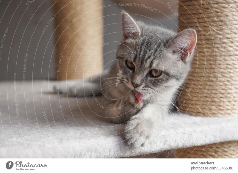 british shorthair kitten licking paw clean - cat grooming itself catlick cat tree silver tabby breed resting kitty purebred small cute animal gray grey young
