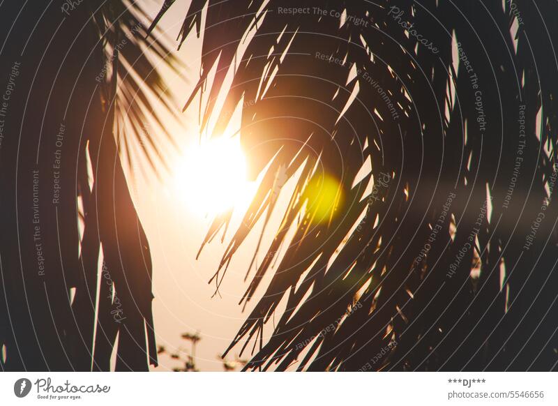 Sunlight shines through palm leaves and gives a calm atmosphere Light sunshine Palm tree palms Palm leaf Palm leaves sunbeam lenseflare Shadow outshine