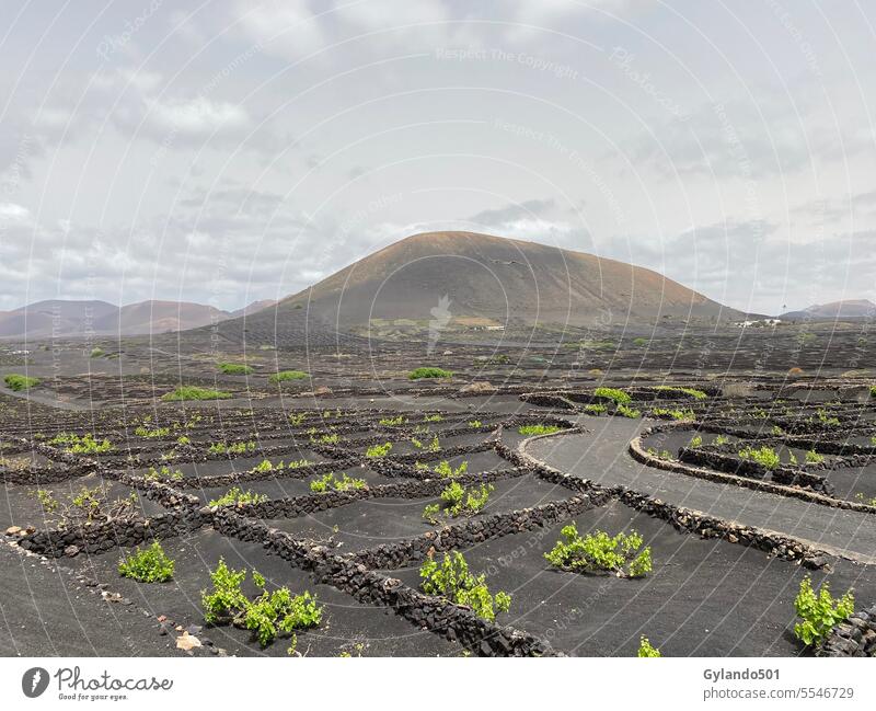 Vine cultivation in lava soil in Lanzarote lanzarote vine cultivation volcanic soil black vineyard plant black soil grow europe spain canaries viticulture