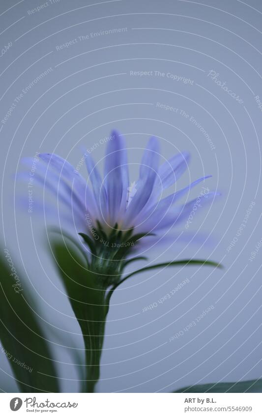 here I am...from behind Aster Autumn Season Blossom Flower flourished autumn aster Delicate fligran inboard Blue light blue Transparent