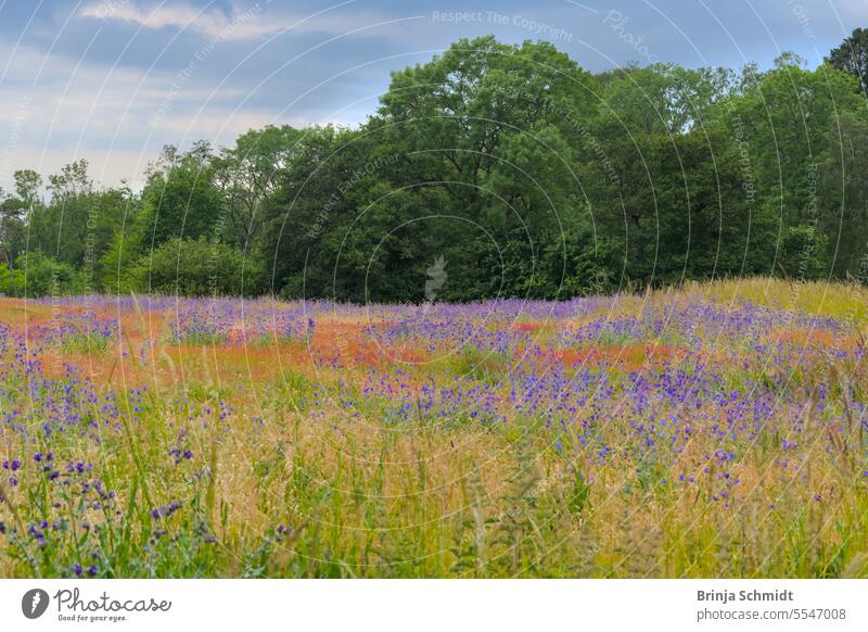 a colorful field of blooming wildflowers, red poppies and purple ox tongue, in front of a green forest beauty farmhouse Park landscape idyllic scene magic