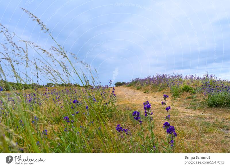 A field of purple blooming wildflowers, ox tongue through which a sandy footpath disappears into the horizon beauty farmhouse Park landscape idyllic scene magic