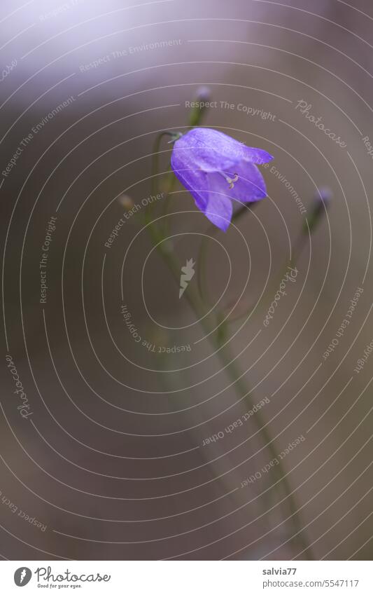 delicate bellflower Bluebell Flower Blossom Nature Plant Close-up Blossoming pretty Deserted Colour photo Delicate Esthetic Shallow depth of field Campanula