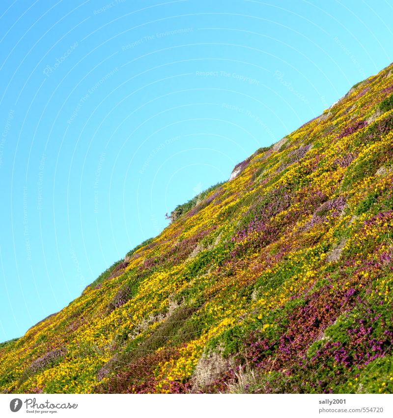 heath slope Nature Landscape Plant Cloudless sky Beautiful weather Bushes Heather family Mountain heather Broom Ground cover plant Hill Fen Heathland Blossoming