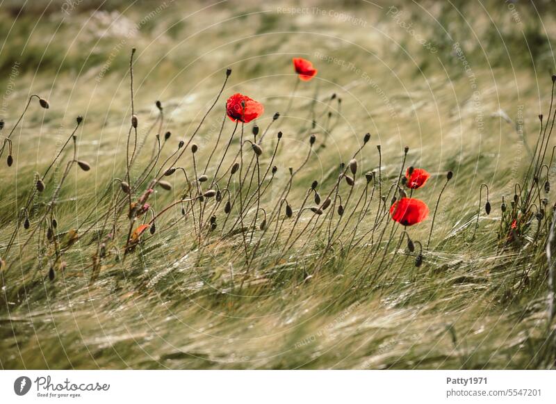 Red poppy in wheat field swaying in the wind Poppy Field Wind Poppy blossom Corn poppy Flower Plant Blossom Nature Landscape Idyll Summer Poppy field Wild plant
