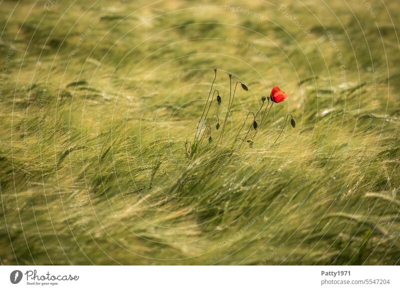 Single red poppy in wheat field swaying in the wind Poppy Flower Blossom Field Wind Movement romantic Nature Environment Summer Plant Red Poppy blossom