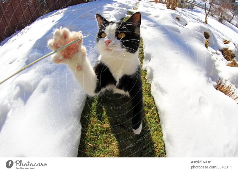 Wide angle shot of young cat playing Cat Winter Snow Hop Jump hunting Hunting Playing fluffy Pelt pretty active Movement out cheerful fortunate Pet Domestic cat