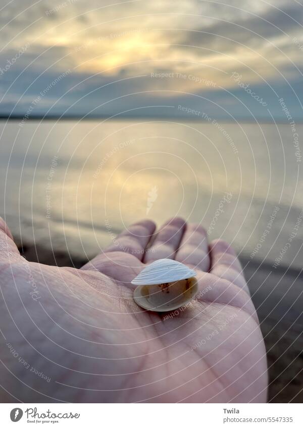 Woman’s hand holding small clam shell in front of ocean and interesting sky Ocean sun vacation beach nature holiday