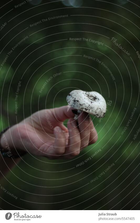 Wide land | This is a mushroom after all Autumn Mushroom hold in one's hand amass present Earth Green Nature Forest reap Edible Organic