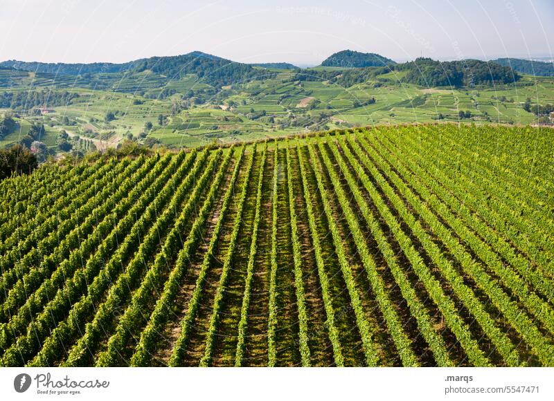 viticulture Line Horizon Sky Beautiful weather Summer Kaiserstuhl Vine Vineyard Wine growing Pattern Perspective Nature naturally Hill Agricultural crop