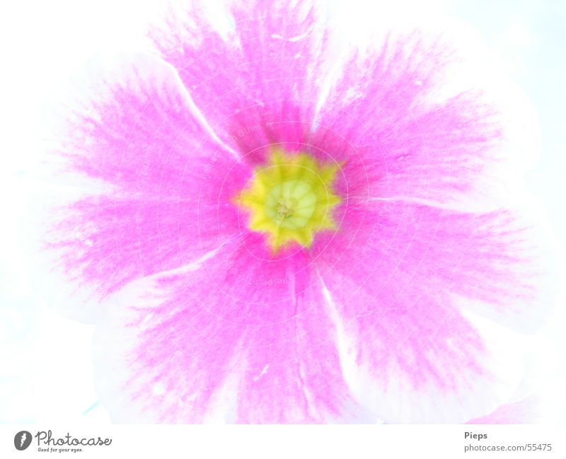 primula Primrose Spring Blossom Pink Jump Plant Nature Macro (Extreme close-up) flower