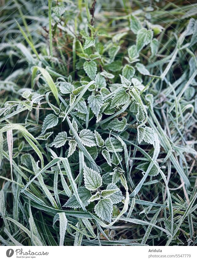Frost nettles stinging nettle Hoar frost Meadow Nature grasses Green Cold Autumn Winter Frozen Grass Morning Leaf Plant Freeze in the morning chill White