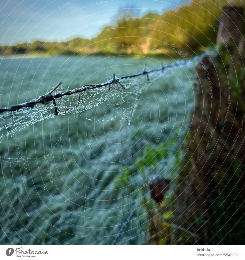 Cobwebs with dew drops on a barbed wire fence Cobwebby cobwebs Spider's web Fog Drop Drops of water Frost Barbed wire Barbed wire fence Dew Morning